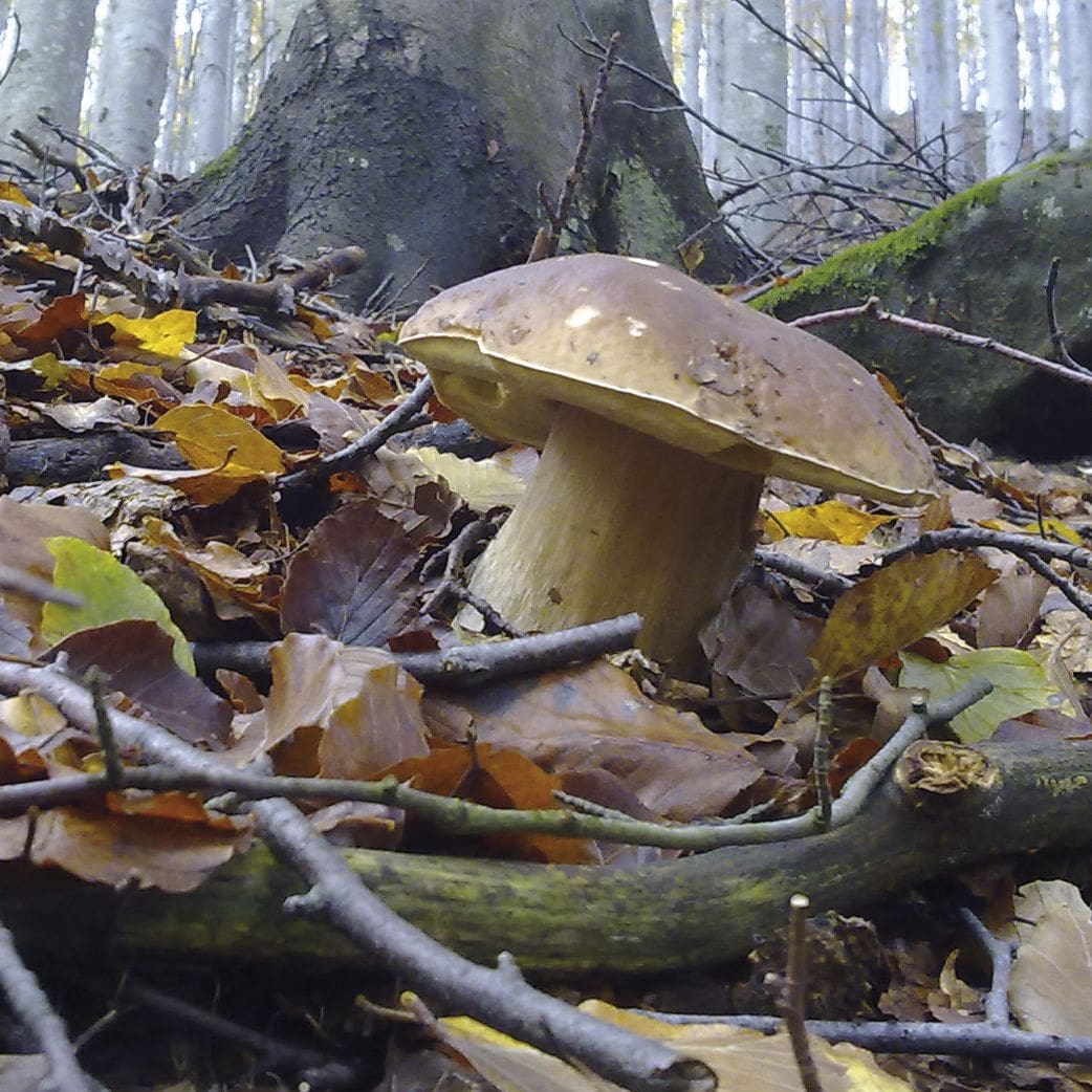 travel abroad italy, sommelier certification, wine sommelier, italy art